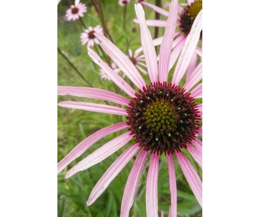 Tennessee Purple Coneflower